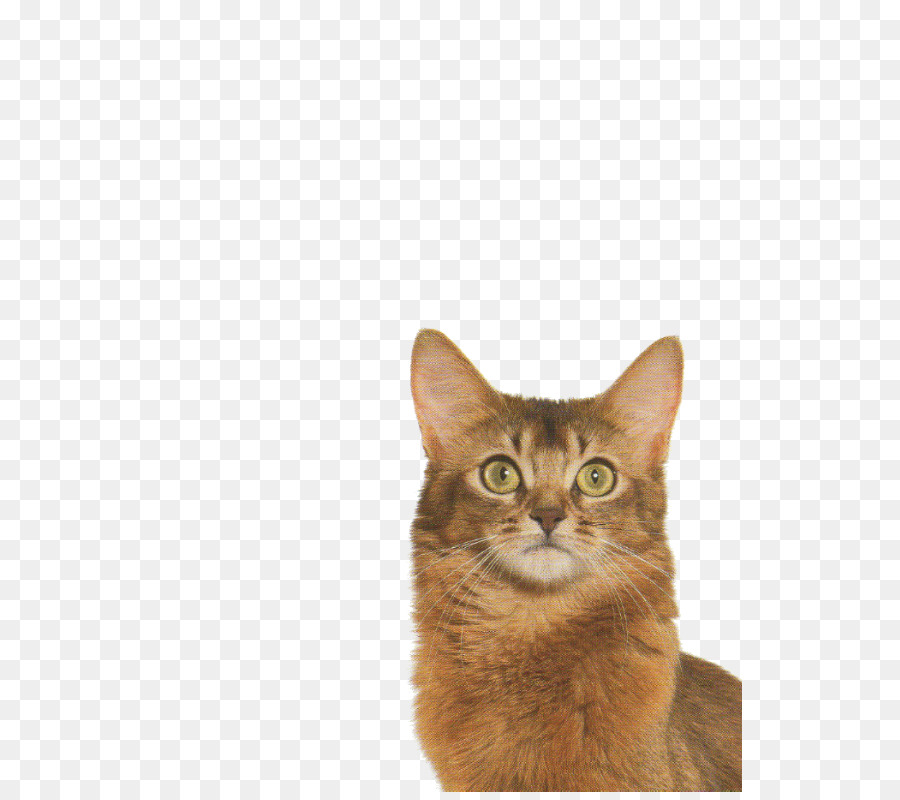 Somalí Gato，Gato Abisinio PNG