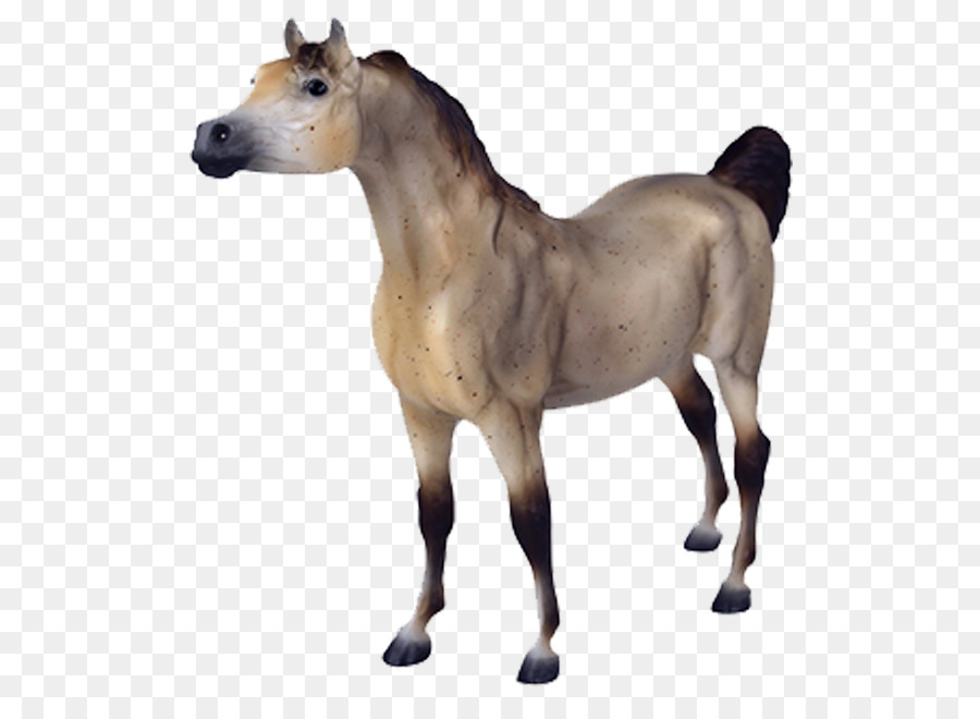 Caballo árabe，Potro PNG