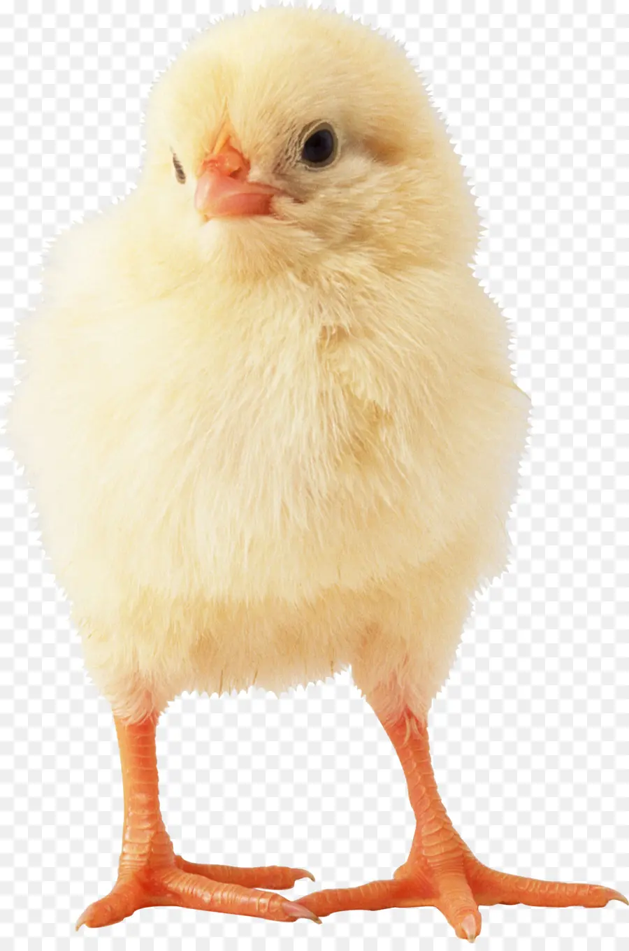 De Pollos De Engorde，Pollo PNG