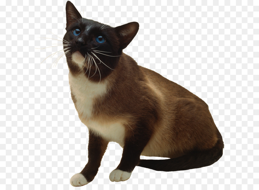 Gato Siamés，Mascota PNG