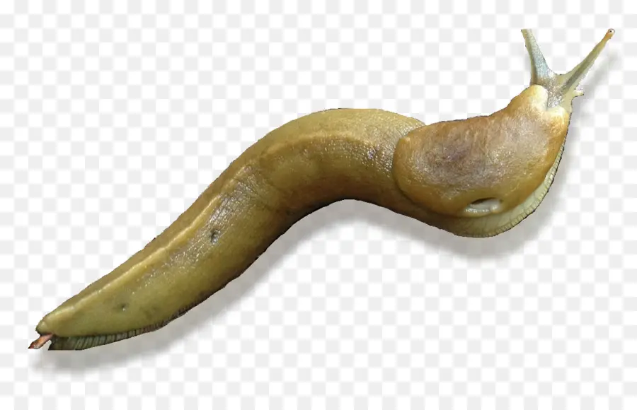 Babosa，Caracol PNG