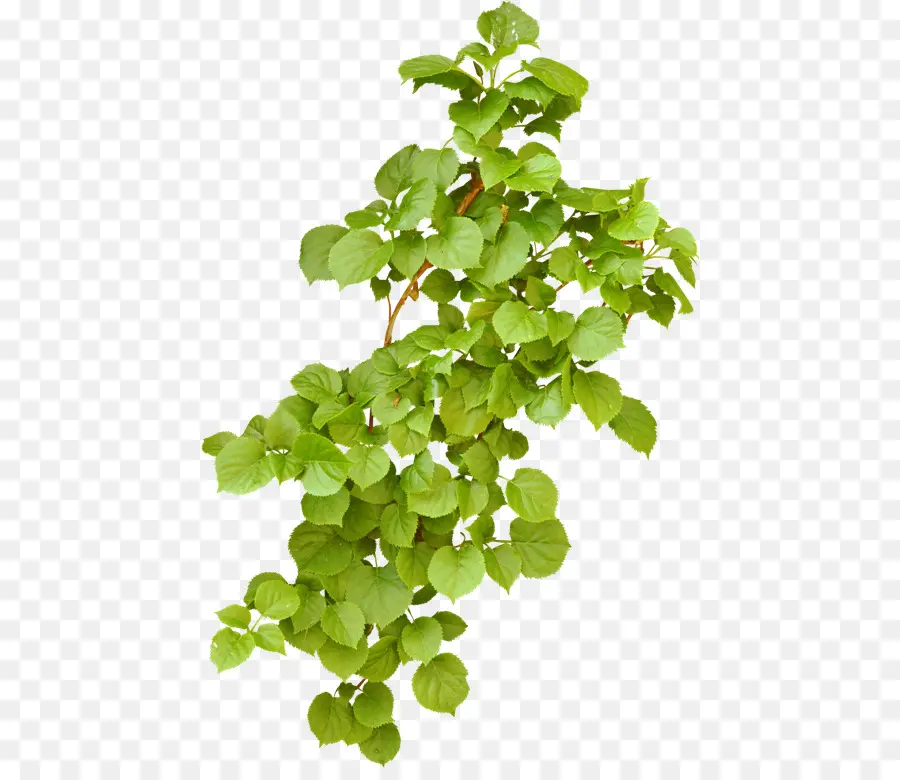 Hojas Verdes，Naturaleza PNG