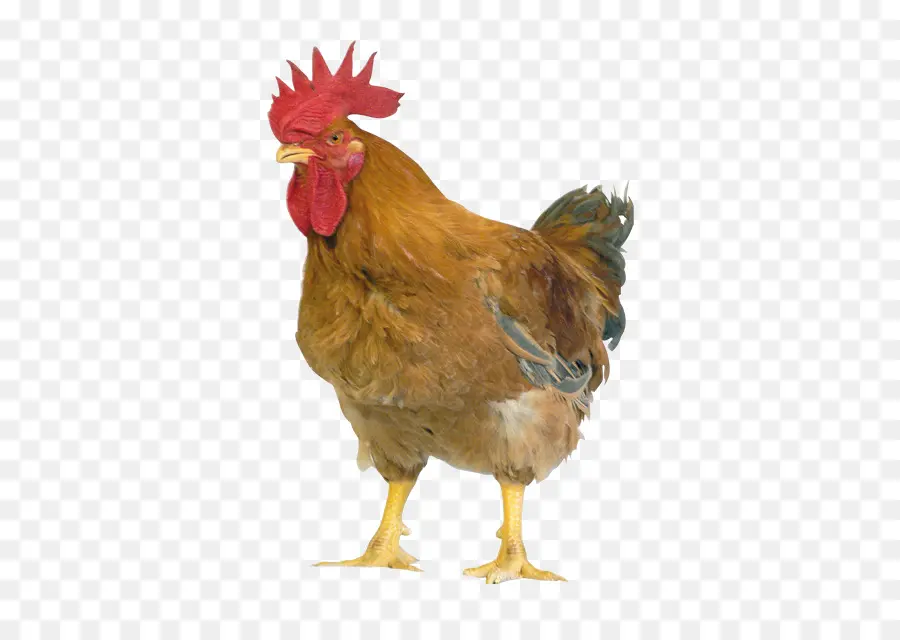 Pollo，Pájaro PNG