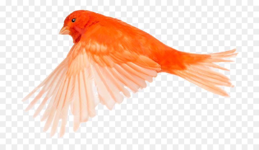 Pájaro Naranja，Pájaro PNG