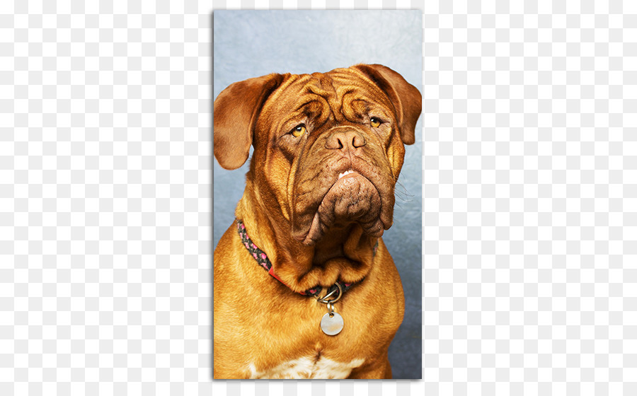 Dogue De Burdeos，Mastín Inglés PNG