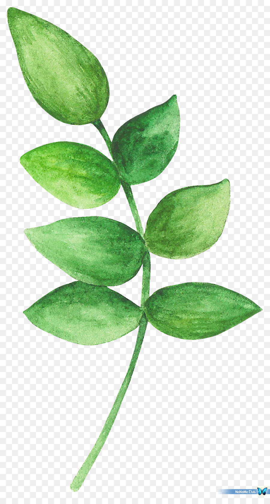 Hoja，Planta PNG