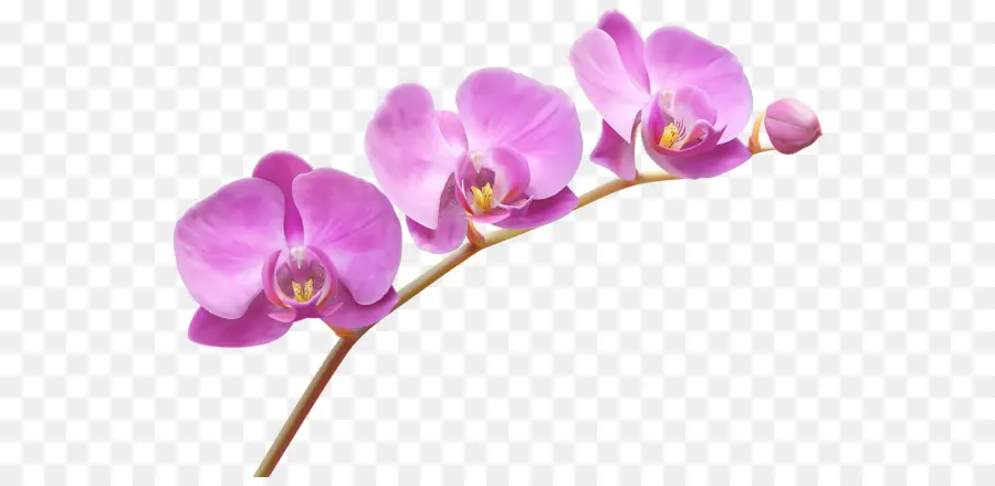 Orquídeas，Flor PNG