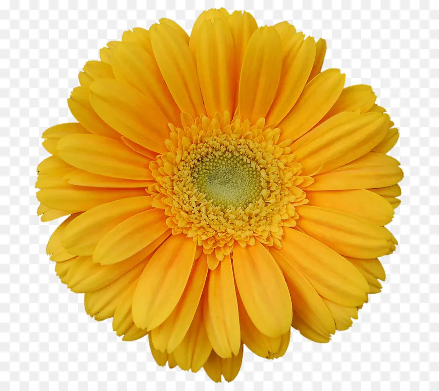 Transvaal Daisy，Amarillo PNG