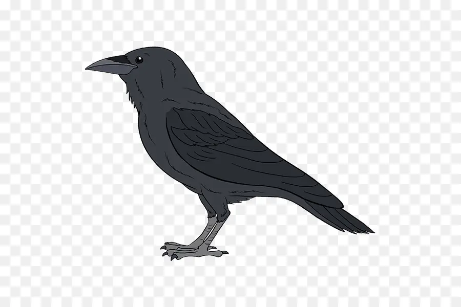 Pájaro Negro，Cuervo PNG