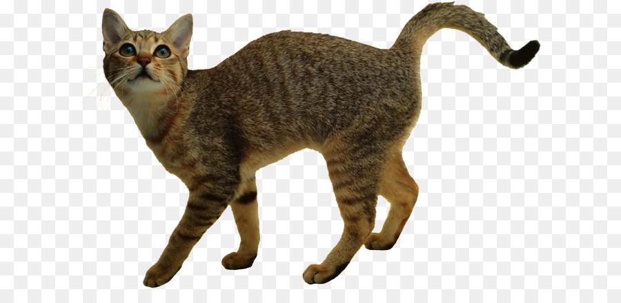 Gato Persa，Arte PNG