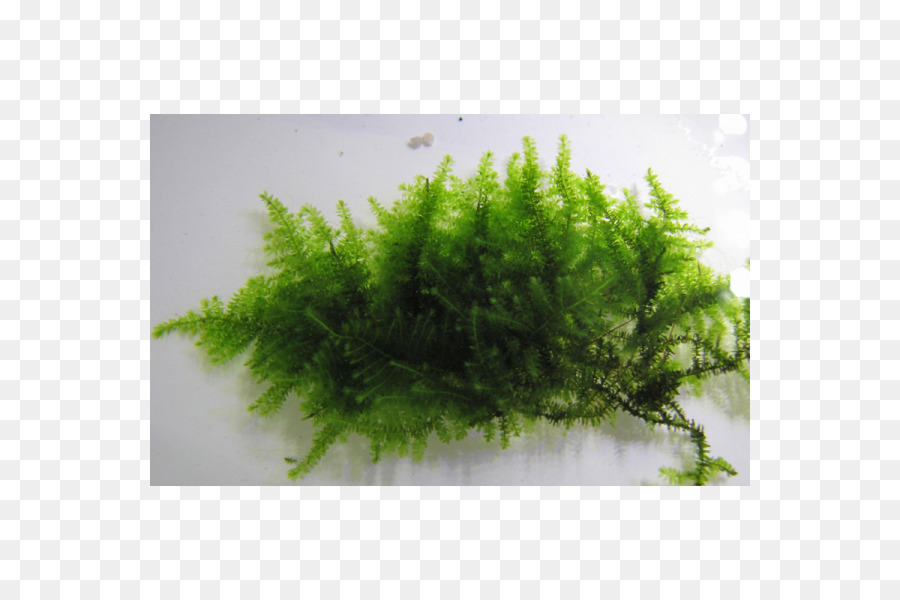 Moss，Las Plantas Acuáticas PNG