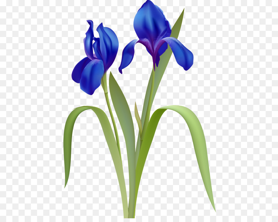 Flor De Iris，Púrpura PNG