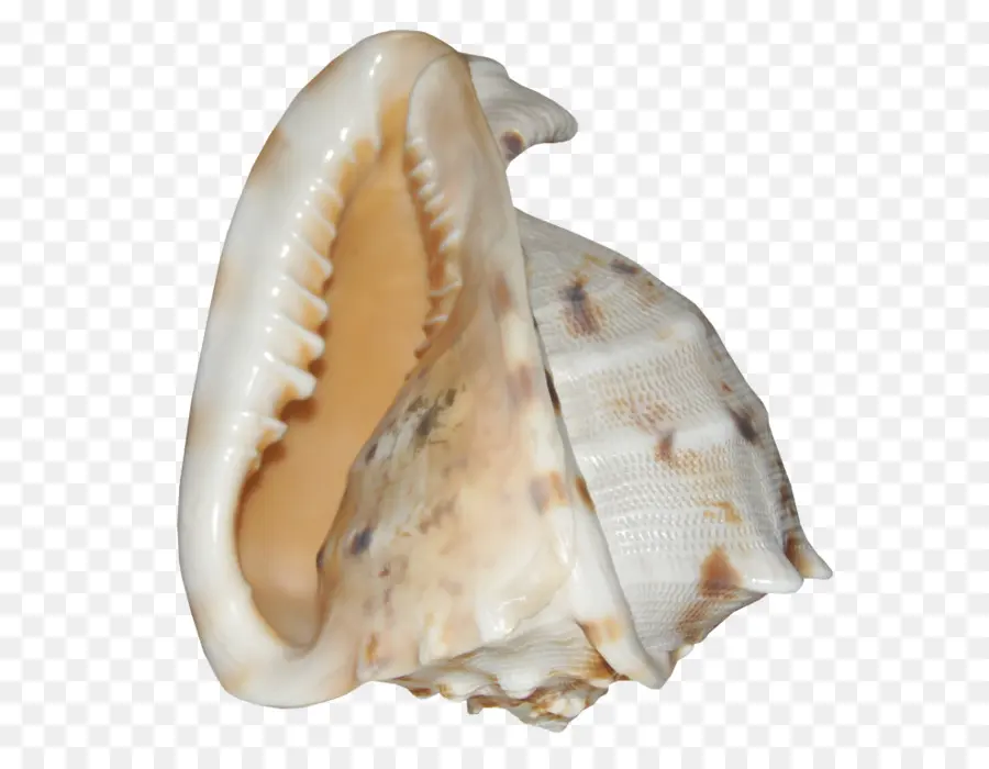 Concha De Caracola，Concha PNG