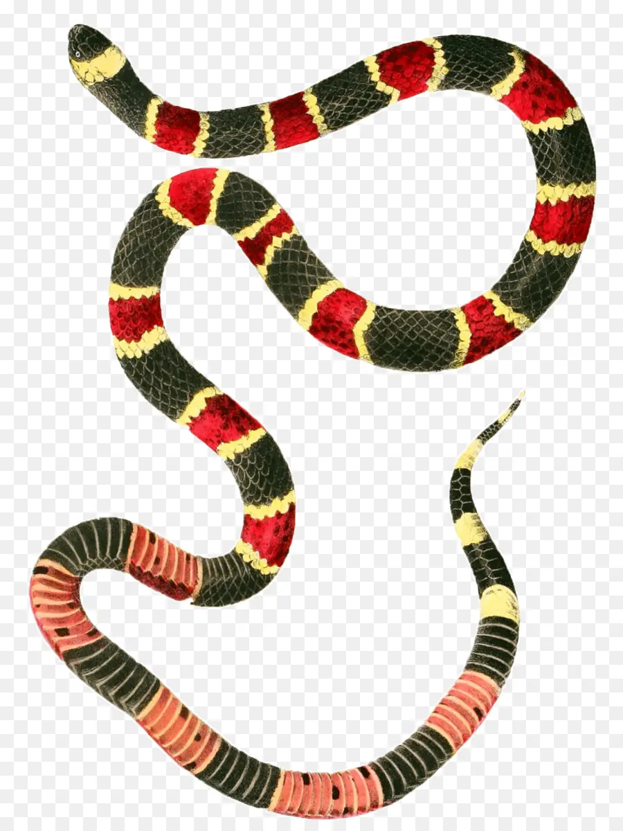 Serpiente，Micrurus Fulvius PNG