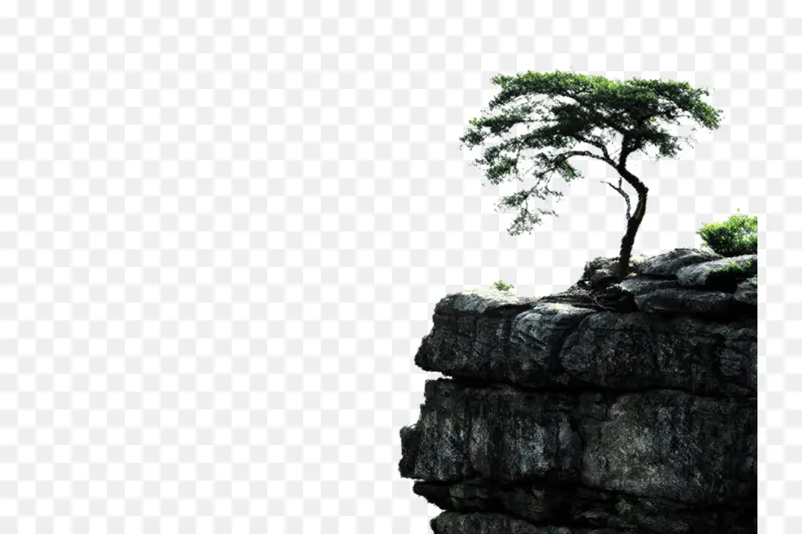 árbol，Fondo De Escritorio PNG