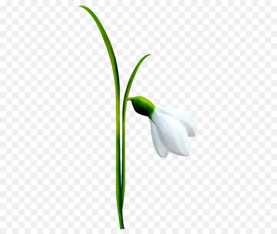 Campanilla De Invierno，Flor PNG