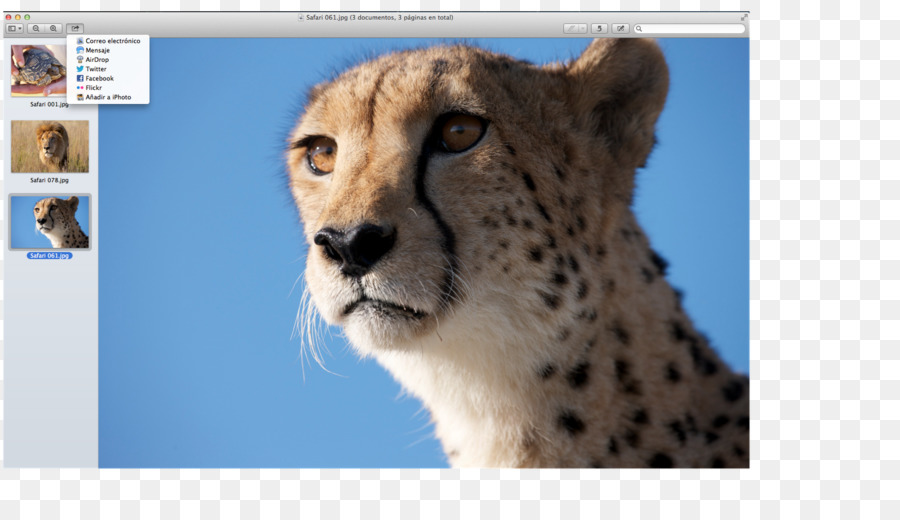 Cheetah，Bigotes PNG