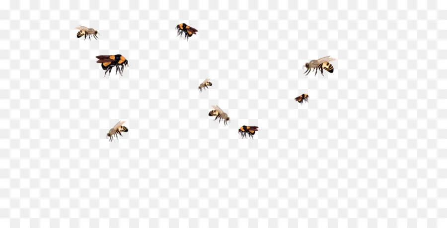 Abejas，Miel PNG