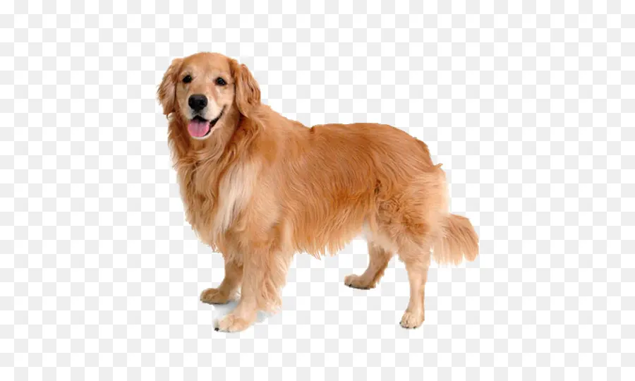 Golden Retriever，Cachorro PNG