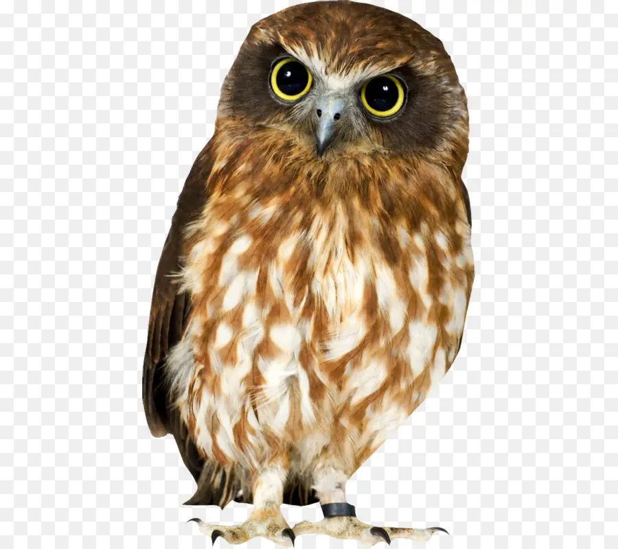 Leonado，Eurasia Eagleowl PNG