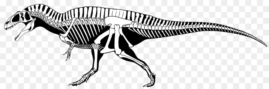 Carcharodontosaurus，Gigantosauro PNG
