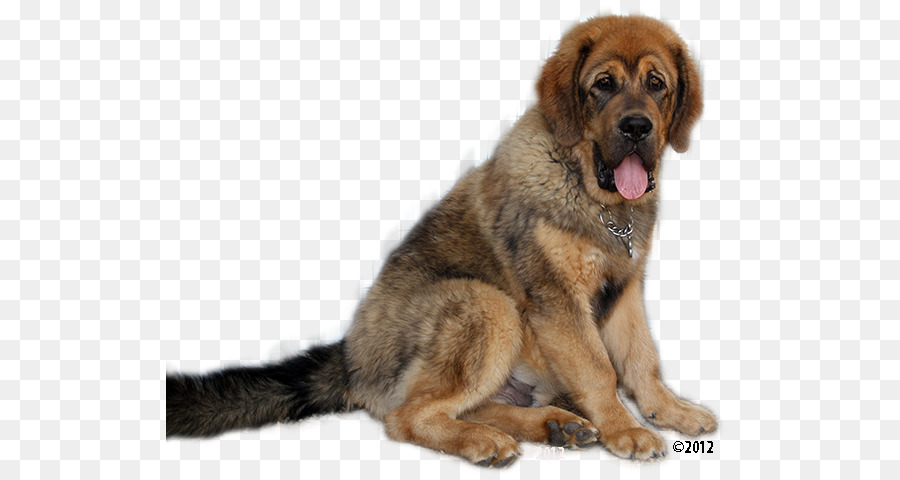 Raza De Perro，Leonberger PNG