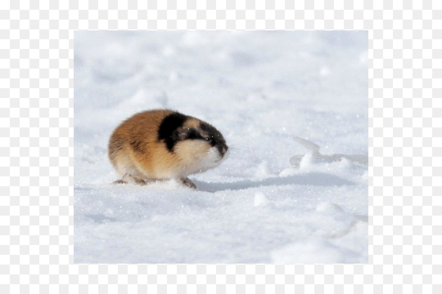 Hámster，Lemming PNG