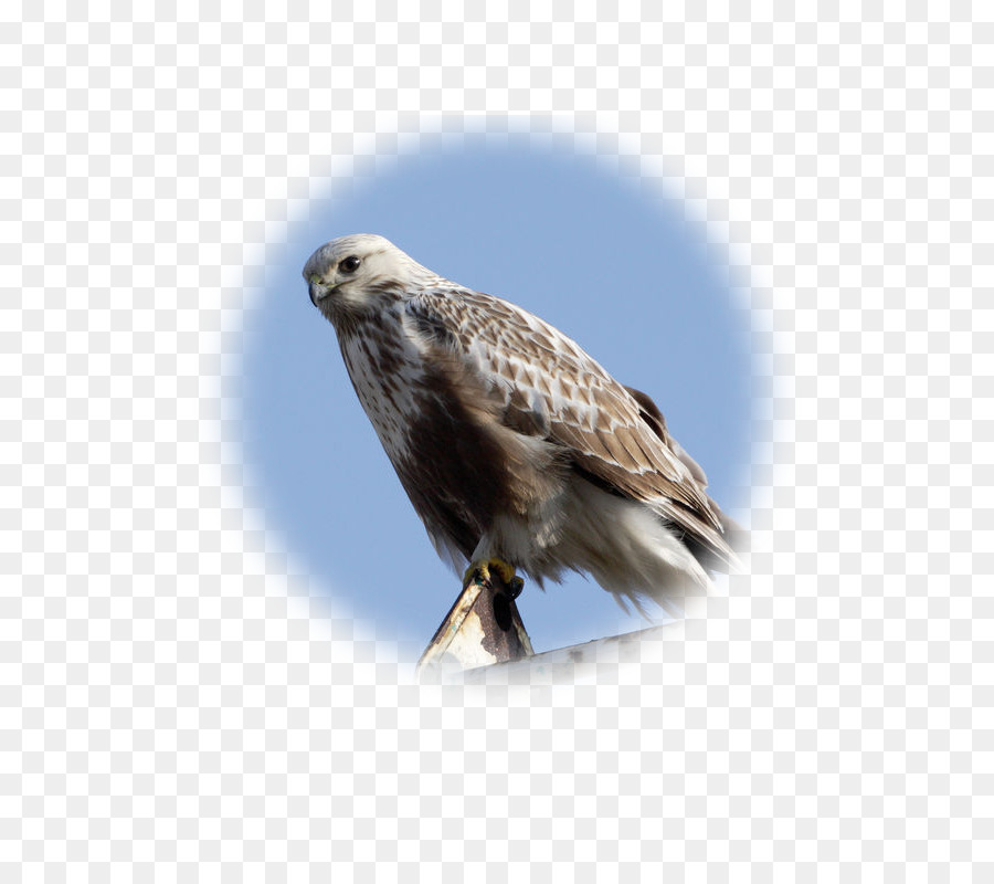 Hawk，Buzzard PNG