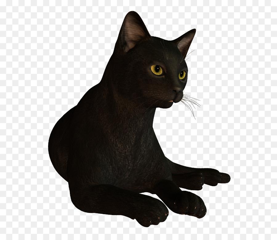 Gato Negro，Bombay Gato PNG