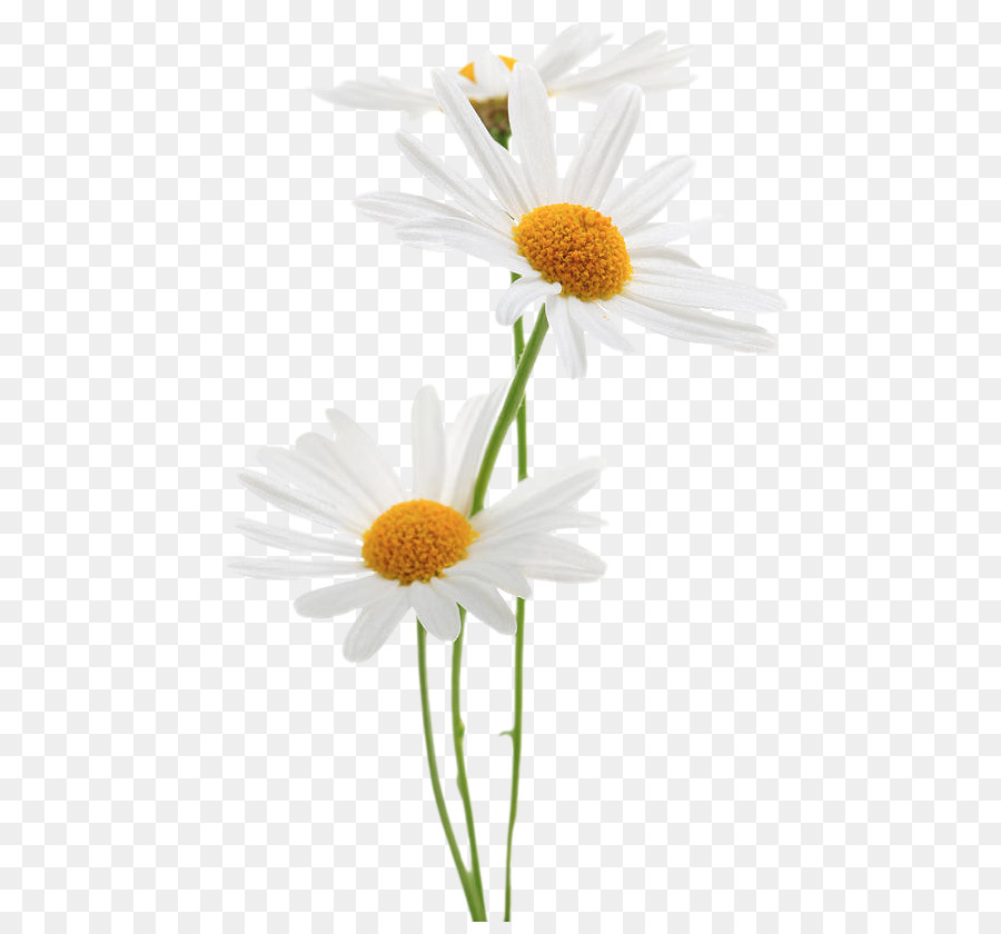 Una Fotografía De Stock，Común Daisy PNG