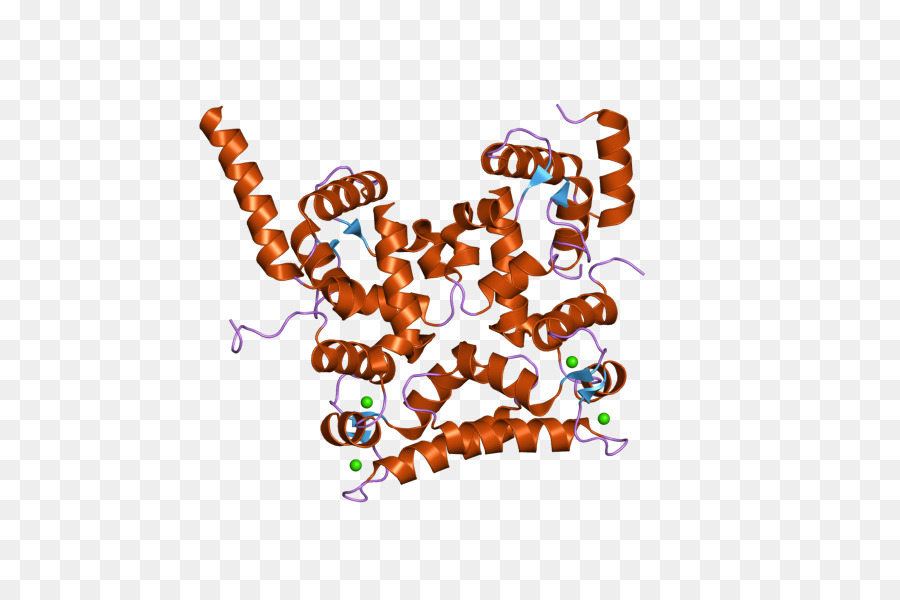 Estructura De La Proteína，Molécula PNG