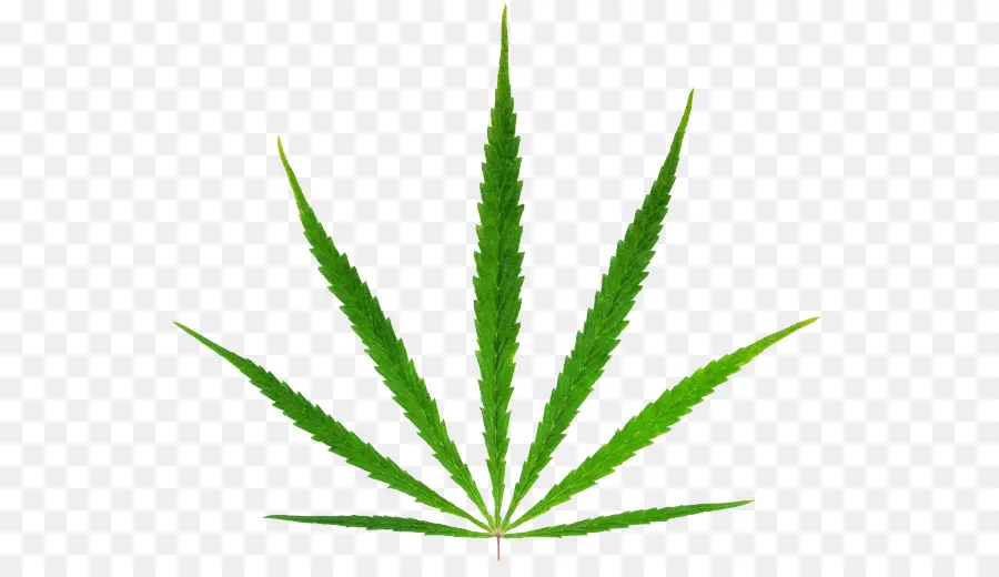 Cannabis Sativa，El Cannabis PNG