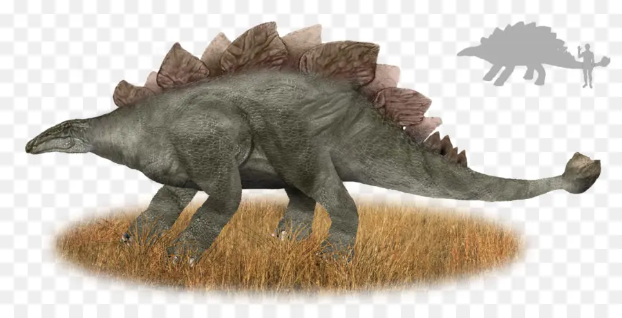 Muhuru，Stegosaurus PNG