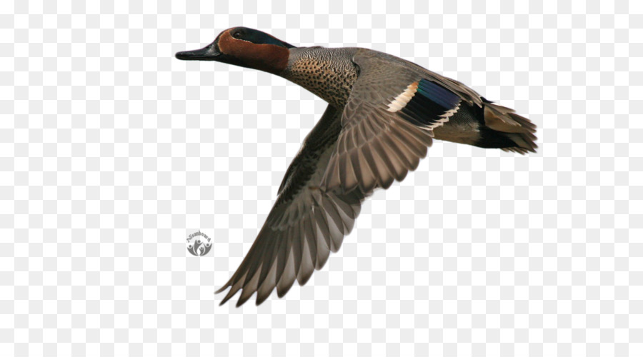 El ánade Real，Pato PNG