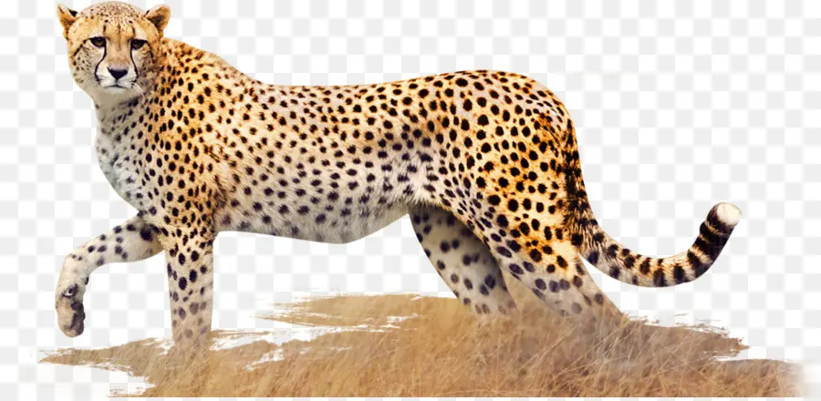 Cheetah，Leopard PNG