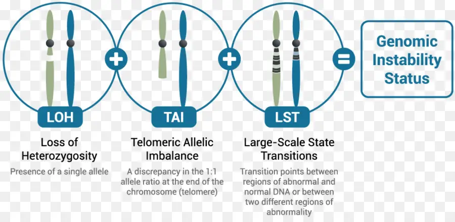 La Pérdida De Heterocigosidad，Myriad Genetics PNG