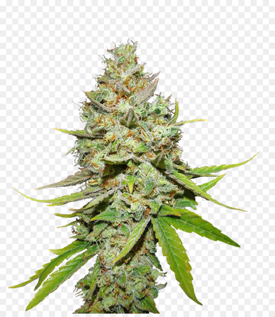 Planta De Cannabis，Marijuana PNG