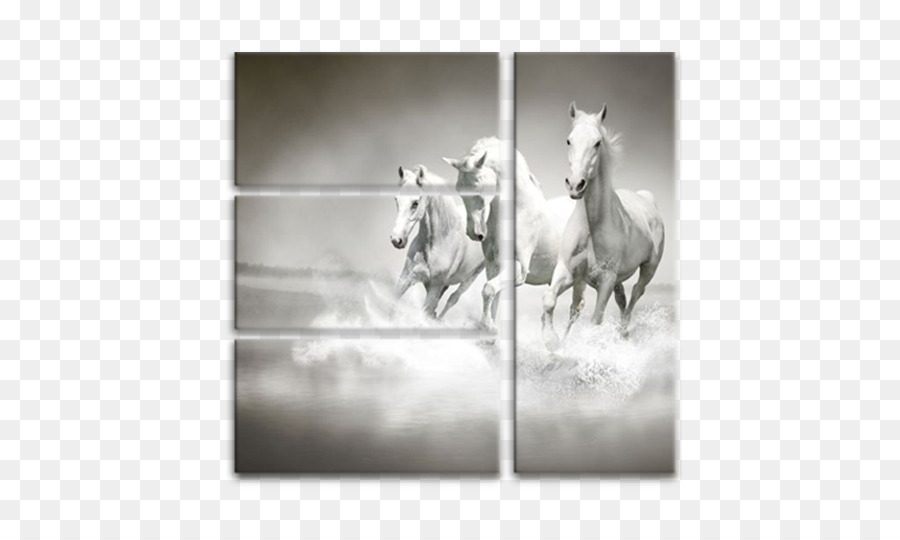 Caballos Blancos，Correr PNG