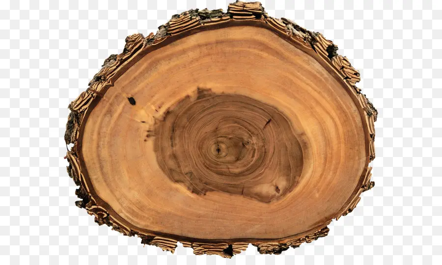 Tronco，árbol PNG