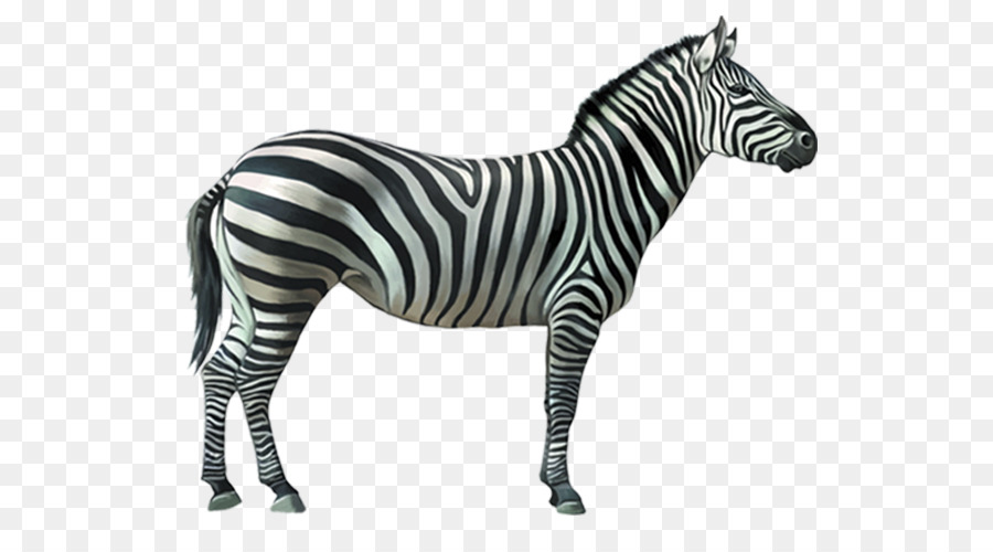 Cebras De Burchell，Zebra PNG