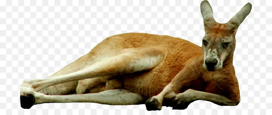 Canguro，Marsupial PNG