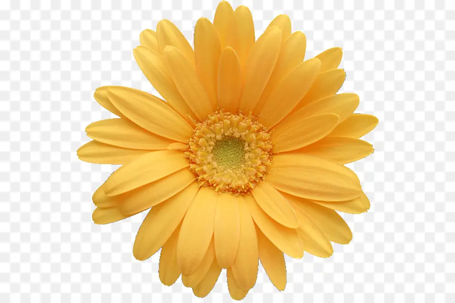 Transvaal Daisy，Común Daisy PNG