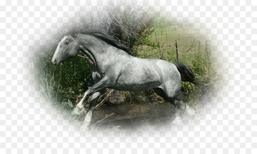 Caballo árabe，American Quarter Horse PNG
