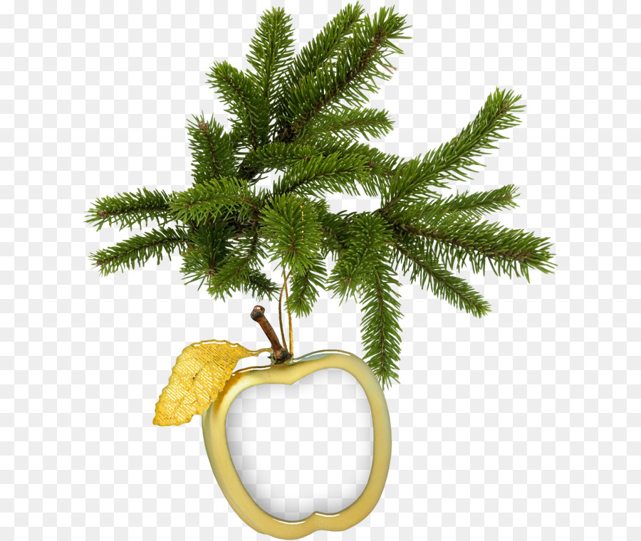 Fir，árbol De Navidad PNG