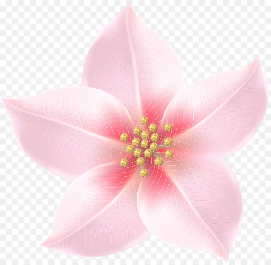 Flor Rosa，Pétalos PNG