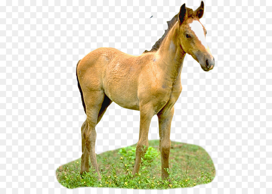 Caballo，Imagen Digital PNG