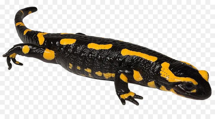 Tritón，Salamandra De Fuego PNG