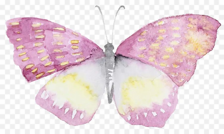 Mariposa，Pintura A La Acuarela PNG