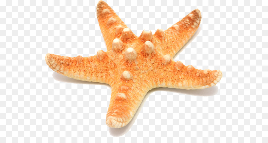 Estrella De Mar，Fondo De Escritorio PNG