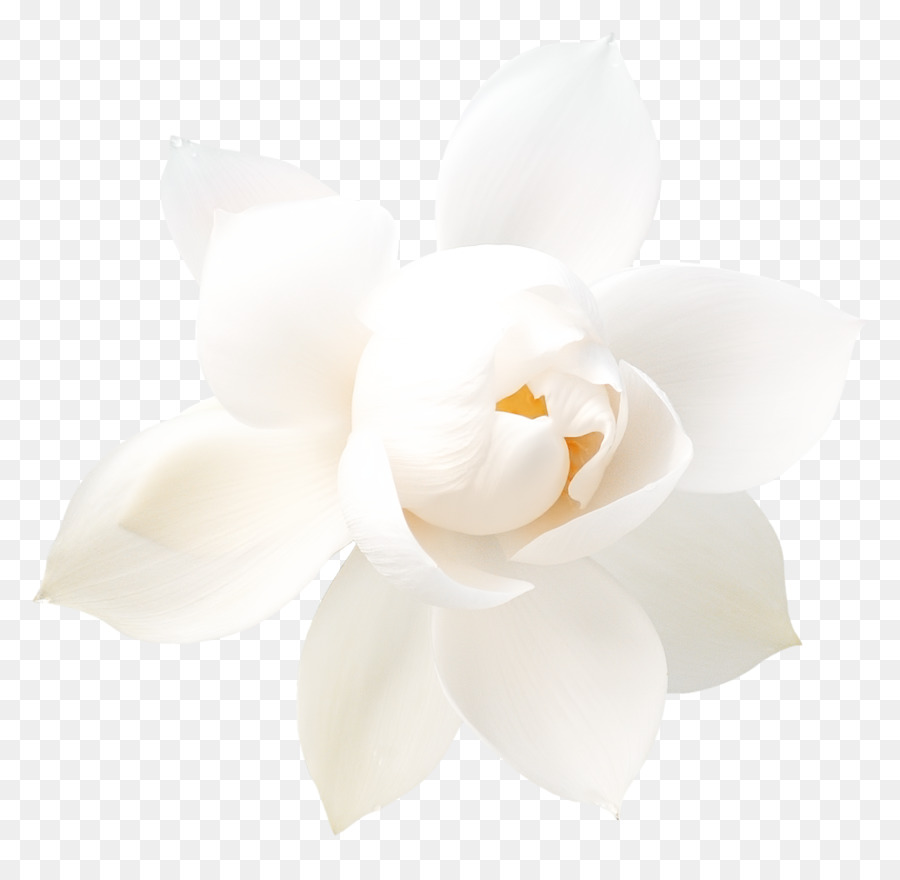 La Polilla De Las Orquídeas，Las Flores Cortadas PNG